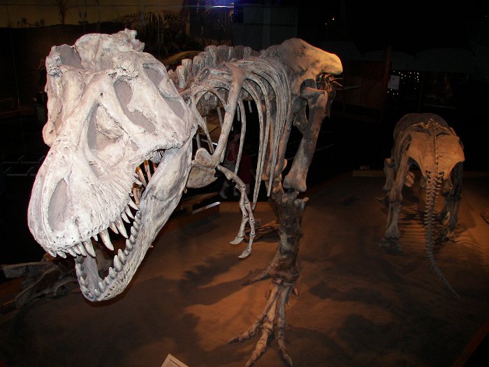 Kanada 2007 Tyrell Museum (9)